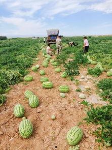 嘉禾望岗娱乐吃瓜地,揭秘网红聚集地的幕后故事